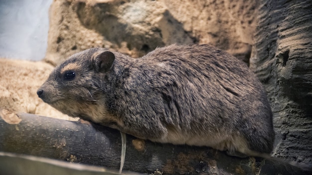 Der Steinhyrax Procavia capensis, auch Steindachs, Steinkaninchen und Kaphyrax genannt, steht auf einem Stein