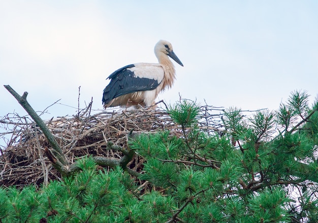 Der Storch sitzt in seinem Nest hoch auf einer Kiefer mit schönen grünen Nadeln