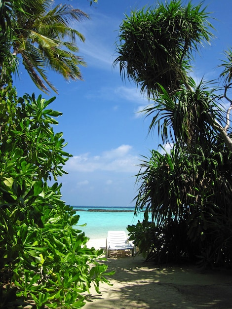 Der Strand auf Malediven Indischer Ozean Nord-Ari-Atoll