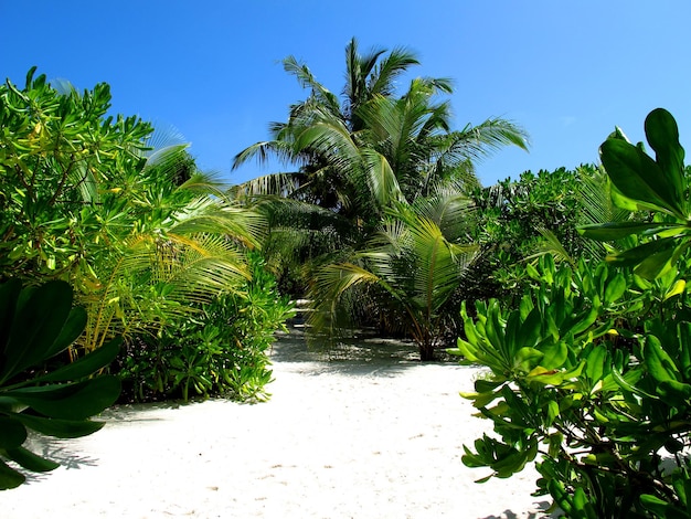 Der Strand auf Malediven Indischer Ozean Nord-Ari-Atoll