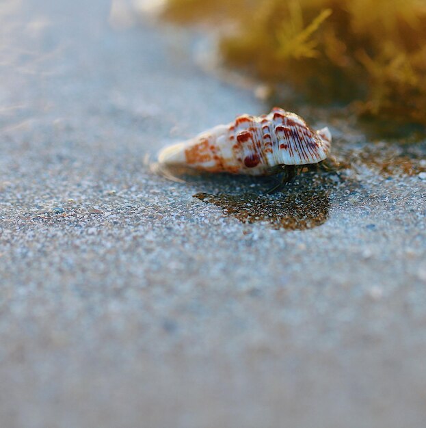 Foto der strand von japaratinga