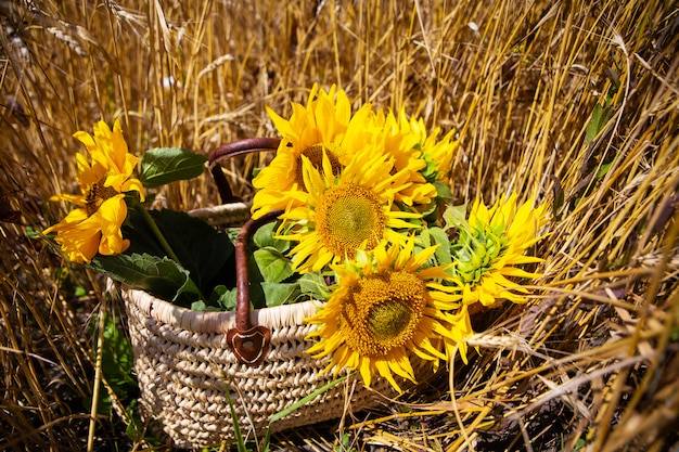 Der Strauß Sonnenblumen liegt in einem Strohsack auf einem großen Weizenfeld. Nahansicht.