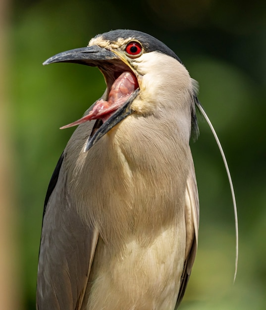 Der Streifenreiher (Butorides striata), auch Mangrovenreiher, Kleinreiher oder Grünrücken genannt, ist ein kleiner, ca. 44 cm großer