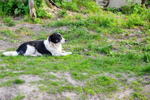 Der streunende Hund liegt auf dem grünen Gras.