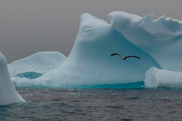 Foto der südliche riesige petrel macronectes giganteus fliegt an eisbergen in der antarktis vorbei