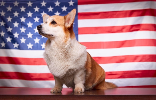 Der süße Corgi-Hund sitzt vor der amerikanischen Flagge