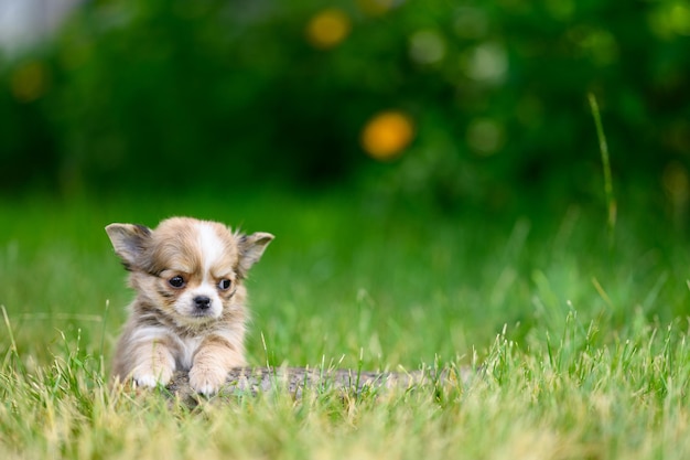 Der süße, flauschige Chihuahua-Welpe liegt mit seinen Pfoten nach vorne auf Gras und schaut mit traurigen Augen weg