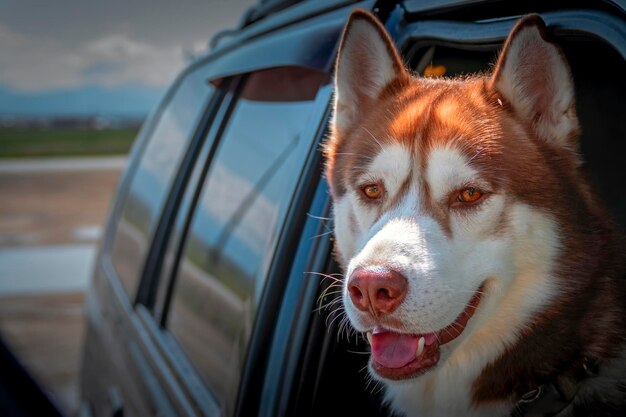 Der süße, fröhliche rote Husky-Hund schaut aus einem offenen Autofenster und schaut auf die Kamera