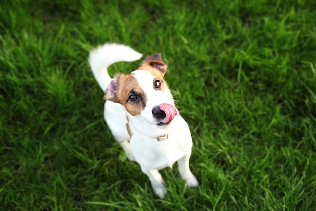 Der süße Hund Jack Russell Terrier leckt sich die Nase mit einer rosa Zunge. Porträt eines lustigen Haushundes, der köstliches Essen isst. Kleiner Freund für Kinder und Familie. Hund sitzt im Park