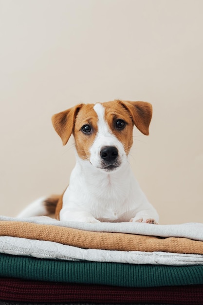 Der süße Hund Jack Russell Terrier liegt auf einem Stapel Pullover und blickt auf die Kamera