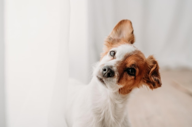 Der süße Jack Russell-Hund steht am Fenster in seinem neuen Zuhause.