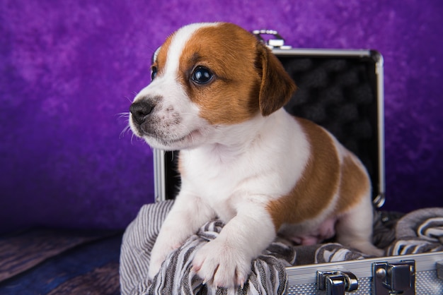 Der süße Jack Russell Terrier-Hündchen sitzt in einem Koffer zum Reisen.