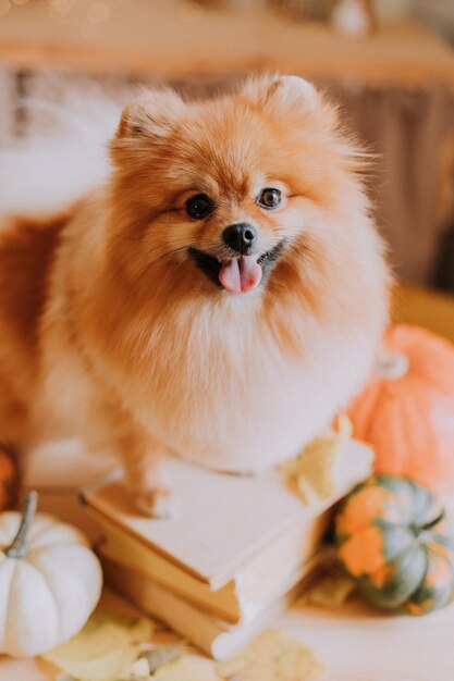 Der süße kleine rote, flauschige pommersche Hund steht mit seinen Vorderpfoten auf einem Stapel Bücher und schaut auf die Kamera. Hund unter Kürbissen. Haustierprodukte. warmes herbstkonzept. Foto in hoher Qualität