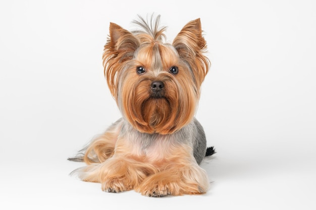 Der süße kleine Yorkshire-Terrier-Hund liegt auf einem weißen Hintergrund und blickt auf die Kamera.