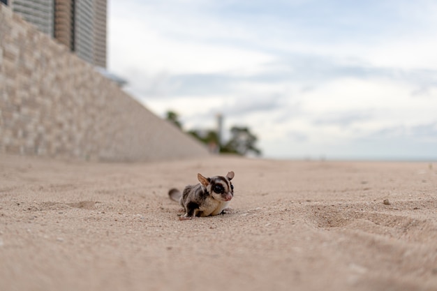 Der süße kleine Zuckersegelflugzeug geht am Strand spazieren.