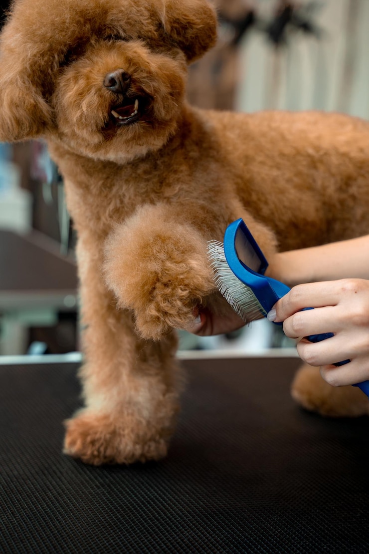 Foto der süße maltipoo steht gehorsam, während der pfleger mit dem hundeschaufelwerkzeug den welpen nach schmutz reinigt, das flauschige haustier mit einem professionellen pinsel kämmt.