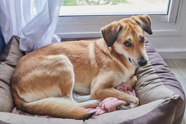 Der süße rote Hund mit traurigen Augen liegt an seinem Platz auf dem Hundebett