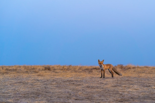 Der süße Rotfuchs steht auf dem Feld