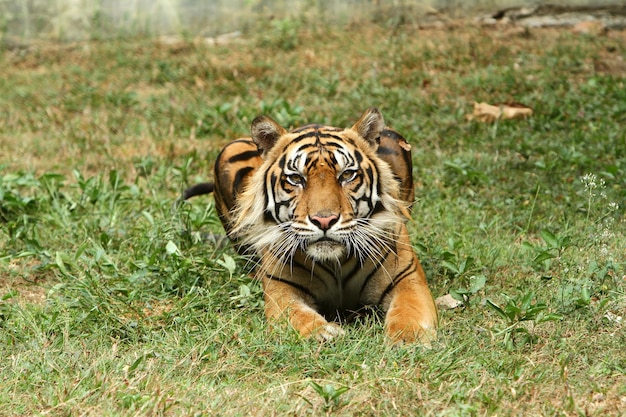 Der Sumatra-Tiger ruht sich aus.