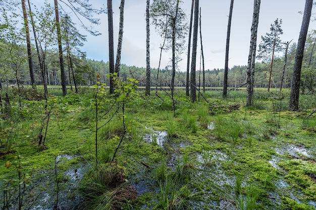 Der Sumpf im Wald neben dem See