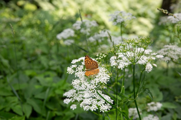 Der Tagfalter Melitaea öffnet seine Flügel an Schafgarben- oder Kerbelblüten