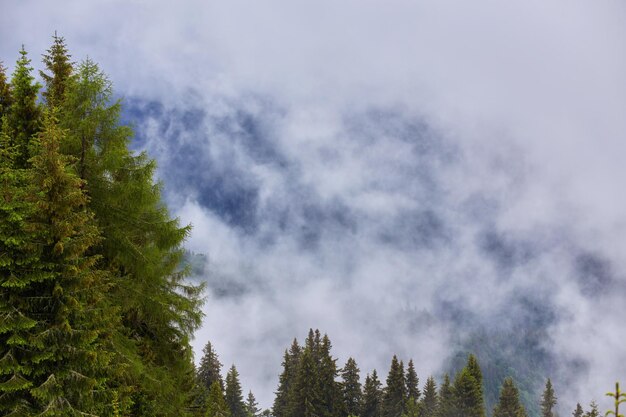 Der Tannenwald im Nebel