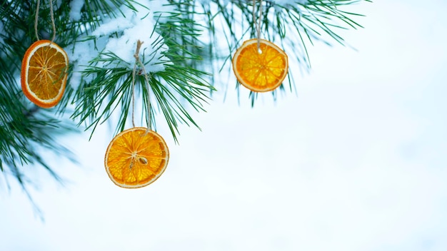 Der Tannenzweig ist mit Orangenscheiben verziert. Natürlicher Schmuck für den Weihnachtsbaum.