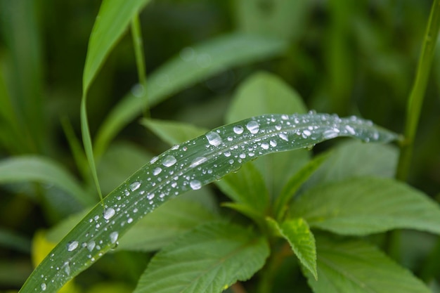 Der Tau fällt auf das Gras