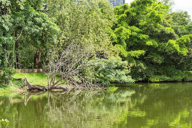 Der Teich und die Bäume im Park