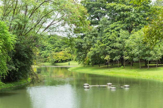 Der Teich und die Bäume im Park