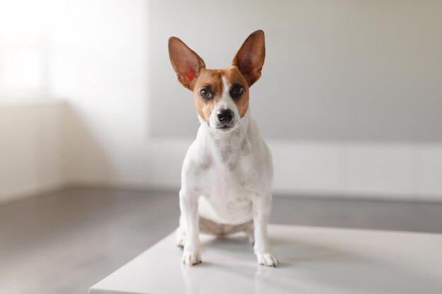 Der Terrier sitzt am Tisch der Tierklinik