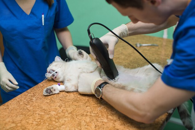 Der Tierarzt bereitet eine Katze vor, indem er ihren Bauch vor der Operation rasiert