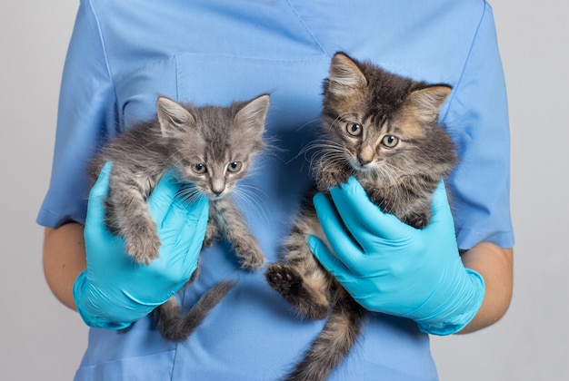 Der Tierarzt hält zwei graue Kätzchen in seinen Händen.