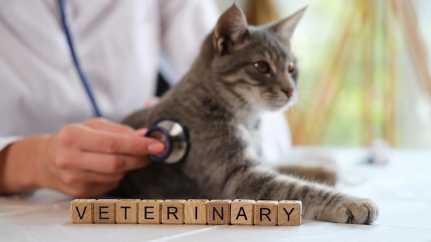 Der Tierarzt hört die Lungen der Katze mit einem Stethoskop in den tierärztlichen Diensten der Klinik ab und