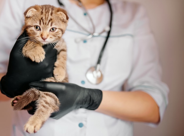 Der Tierarzt in schwarzen Handschuhen hält ein Kätzchen in den Händen