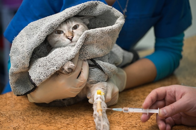 Der Tierarzt injiziert einer Katze im Katheter