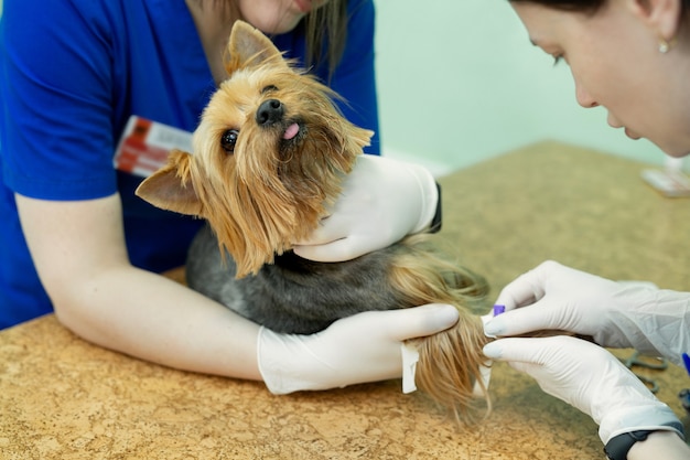 Der Tierarzt legt dem Hund in der Tierklinik einen Katheter an