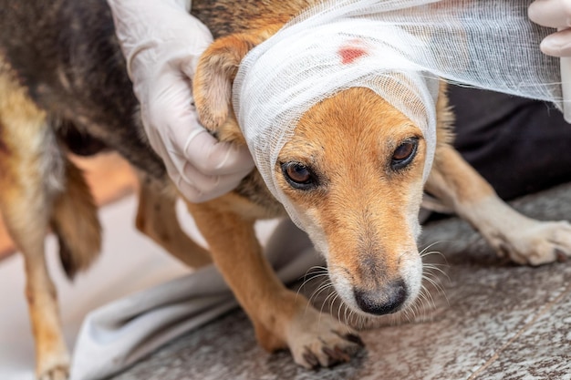 Der Tierarzt legt einen Verband am Kopf des verletzten Hundes an
