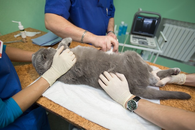 Der Tierarzt macht eine Ultraschallkatze in der Klinik