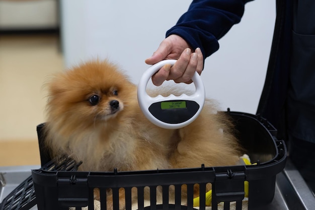 Der Tierarzt scannt den Körper eines Hundes nach einem Chip.
