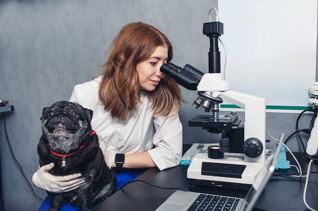 Der Tierarzt schaut mit einem Mops in den Armen durch ein Mikroskop.