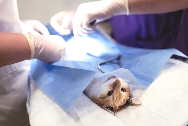 Der Tierarzt sterilisiert die Katze auf dem OP-Tisch in einer Tierklinik