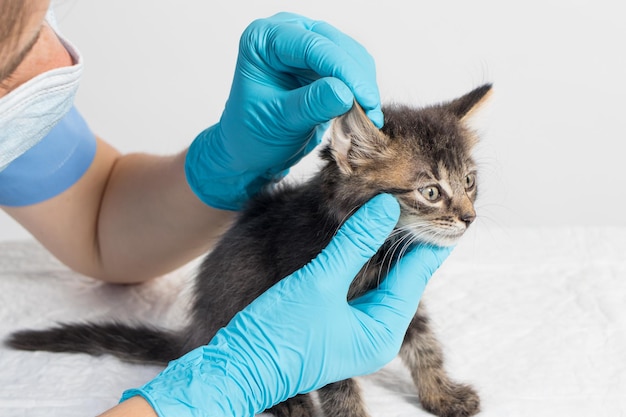 Der Tierarzt untersucht das Ohr des Kätzchens