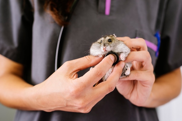 Der Tierarzt untersucht einen kleinen Hamster. Veterinär-Konzept.