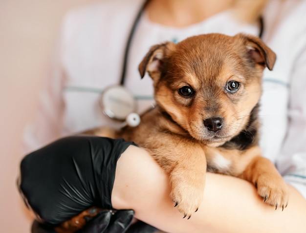 Der Tierarzt untersucht einen Welpen in einem Krankenhaus