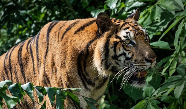 Der tiger ging hinunter, um im teich zu jagen. der tiger geht im wald