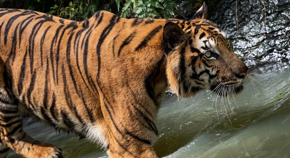 Der Tiger ging hinunter, um im Teich zu jagen. Der Tiger geht im Wald