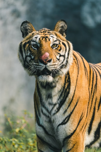 Der Tiger im Zoo wartet auf Essen vom Personal.