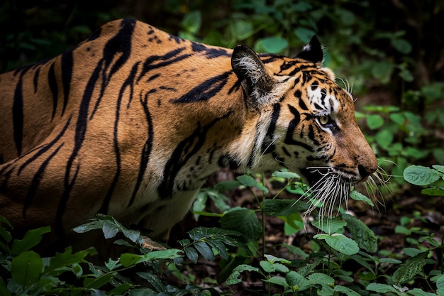 Foto der tiger kriecht auf seine beute zu, um nach nahrung zu suchen.