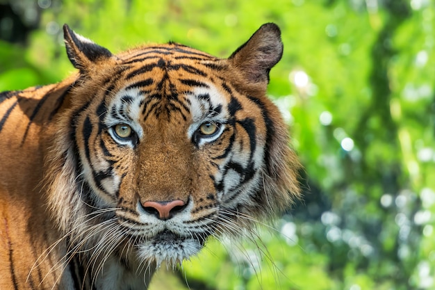 Der Tiger sah mich an, seine Augen sehen unheimlich aus.